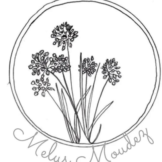 Melus_Moudez