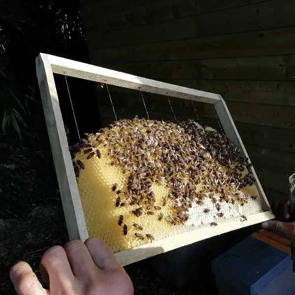 Miellerie - plogastel st germain