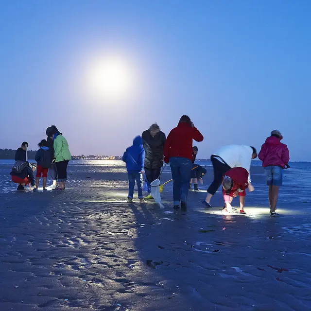 Sortie nature découverte de l'estran