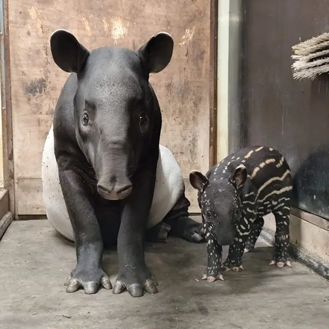 TAPIR ET BB TAPIR