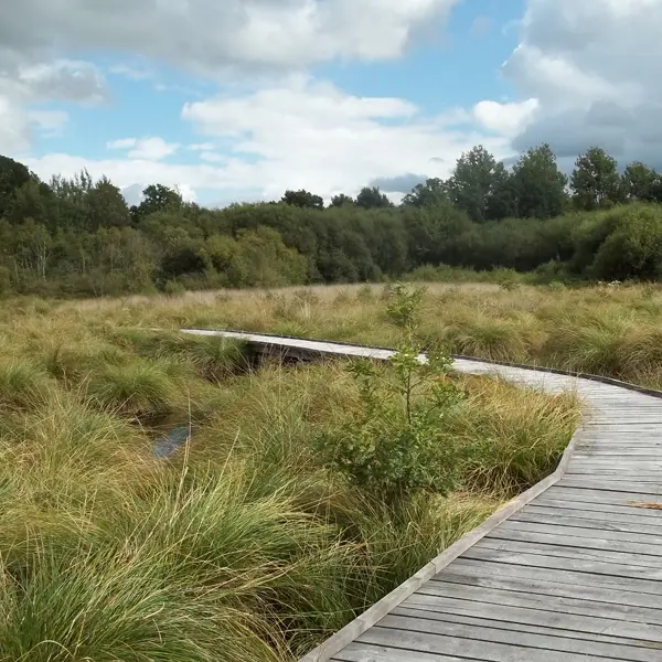 Tourbière_landemarais