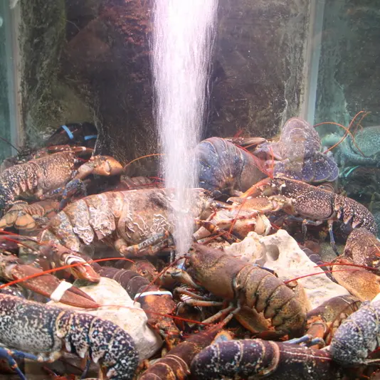 Viviers de Locarec - Penmarc'h - Pays Bigouden - Bigoudenjoy