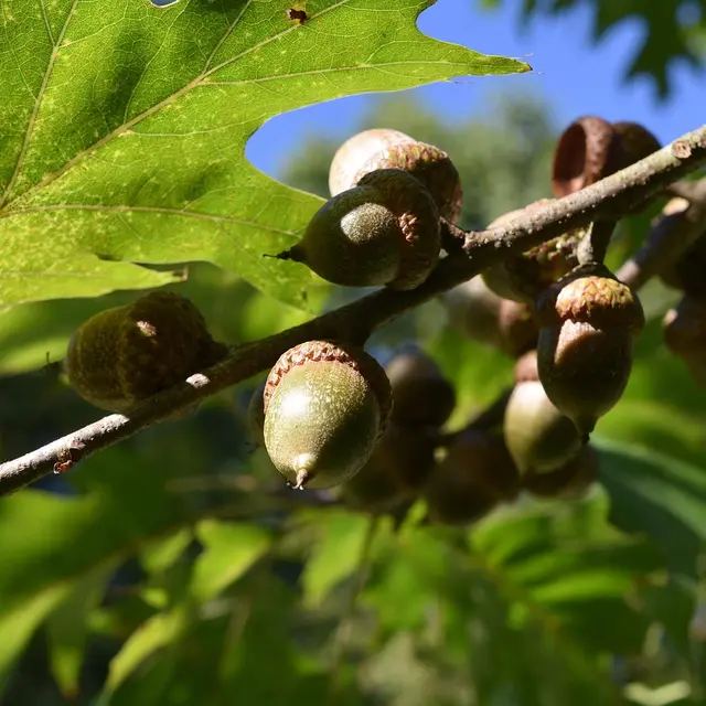 De la flore au land art - Landudec - Pays bigouden