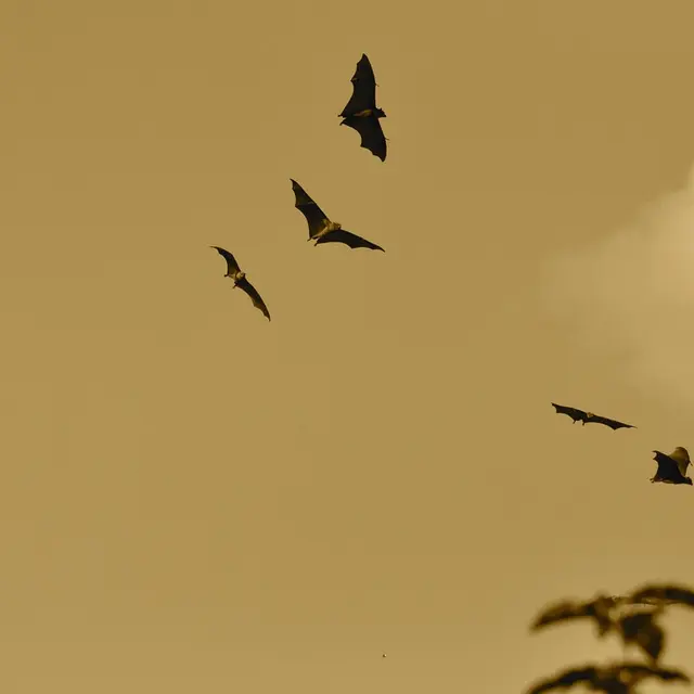 Sortie nature - Plozévet - Pays Bigouden