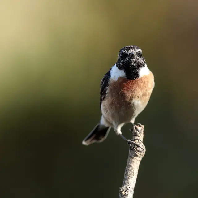 Expo photo - Gourlizon - Pays bigouden - Bigoudenjoy