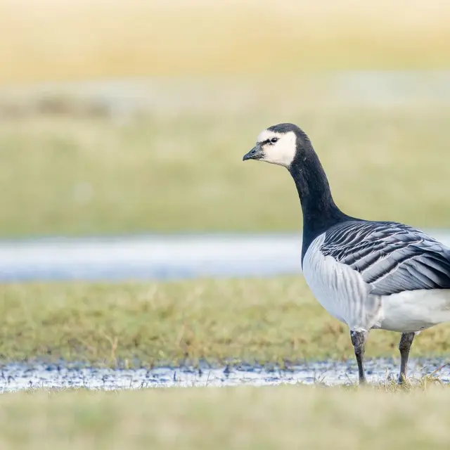 Sortie ornithologie - Combrit - Pays bigouden