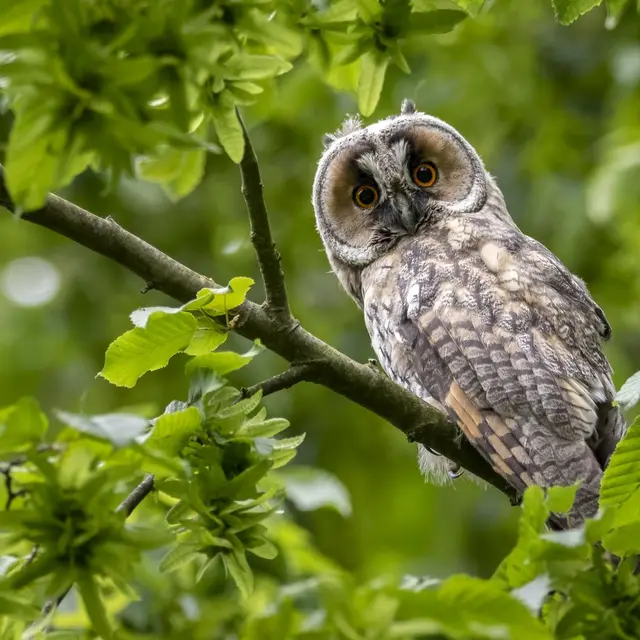 Les rendez-vous nature - Pont-l'Abbé - Pays bigouden