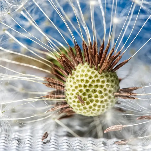 Escape graines - Pouldreuzic - Pays bigouden