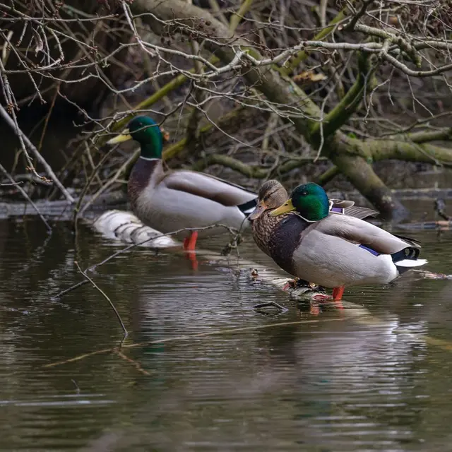Journée mondiale des zones humides - Penmarc'h - Pays bigouden
