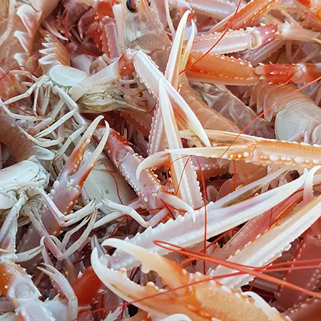 Fête de la langoustine - Plobannalec-Lesconil - Pays Bigouden - Bigoudenjoy