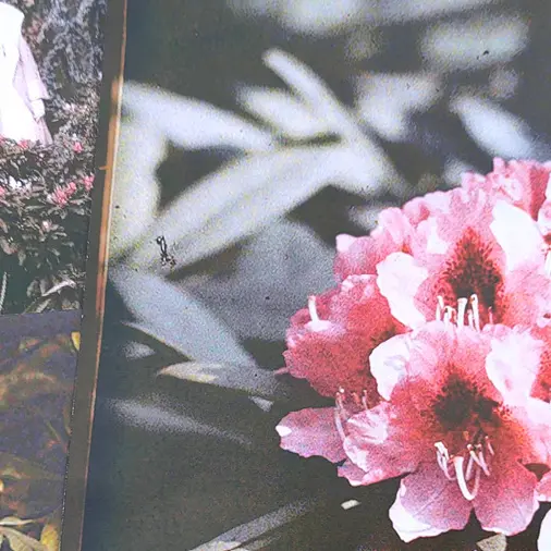 Images du jardin d'Albert Kahn au domaine de Trévarez