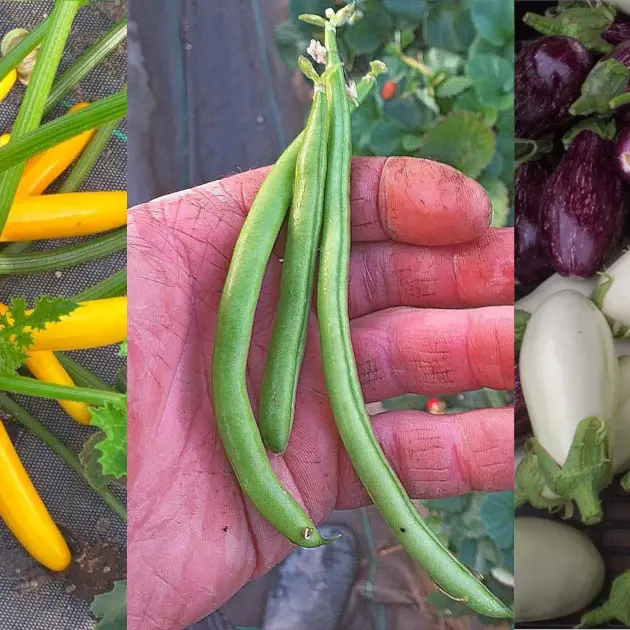 les legumes de mousterlin