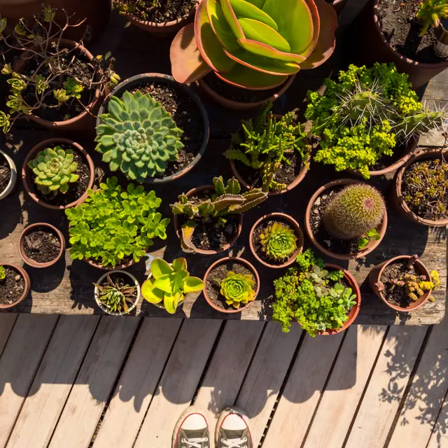 Troc plantes - Loctudy - Pays bigouden