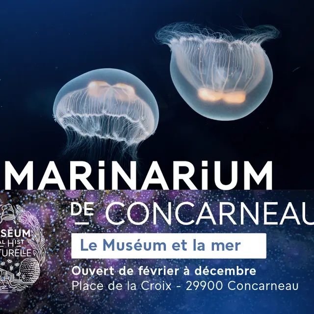 Marinarium - Aquarium à Concarneau - Aquariums Finistère Sud, Bretagne