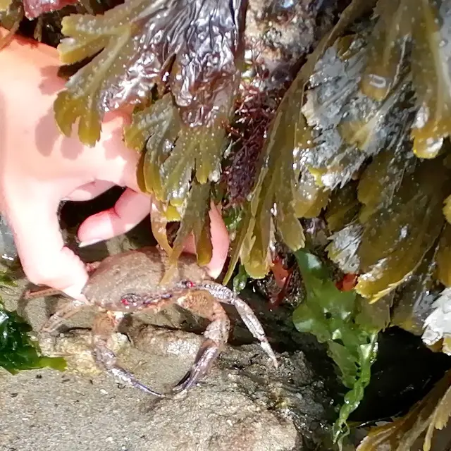 Découverte faune et flore - Poudreuzic- Pays Bigouden