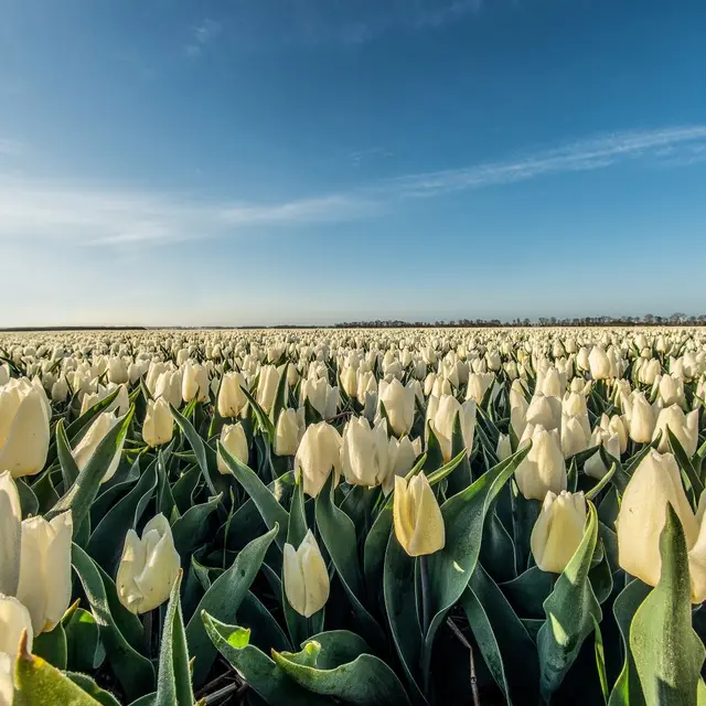 Fête des fleurs - Plomeur - Pays bigouden