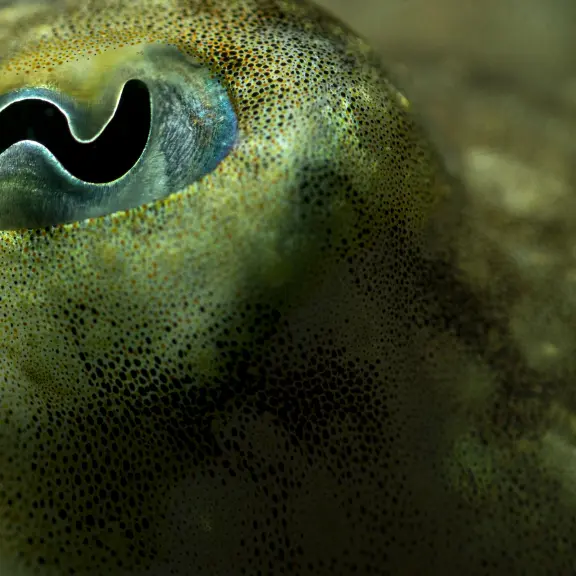 sepia_officinalis_agnes_iatzoura_1