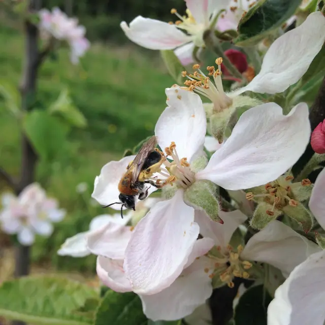 Sortie nature - Les Vergers de Kermao