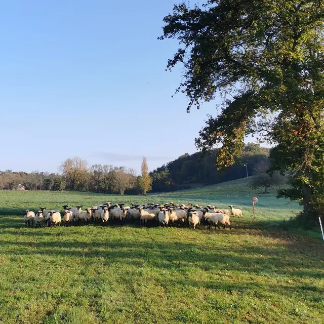 Les Moutons de Fernand