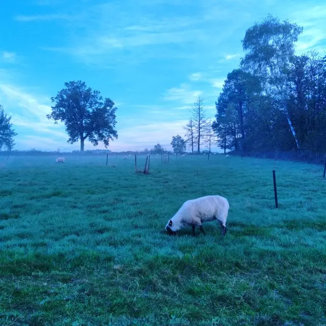 moutons