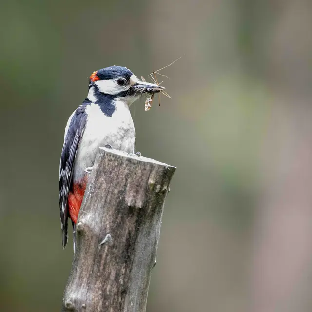 Oiseau