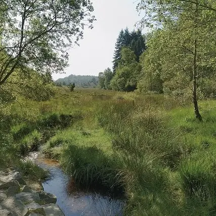 Tourbière des Dauges_1