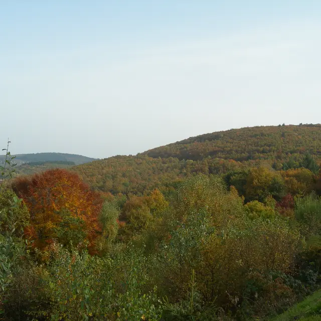 Bois de Crozat_1
