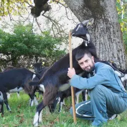 Une chèvre sur un mur_1