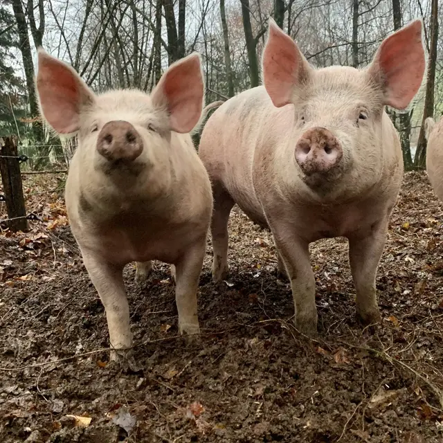 LA FERME DE LAGEAS HAUTE_1