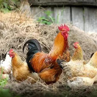 Volailles de la Ferme de Chatreix_1