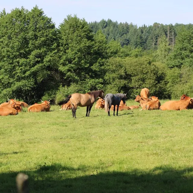 Polyculture et élevage GAEC Champs Libres_1