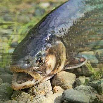Parcours de Pêche No Kill_1