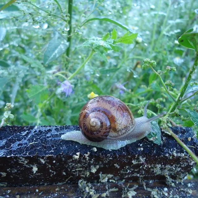 Des Escargots sur un Plateau_3
