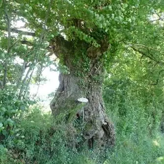 Chêne Ley Lussac_1
