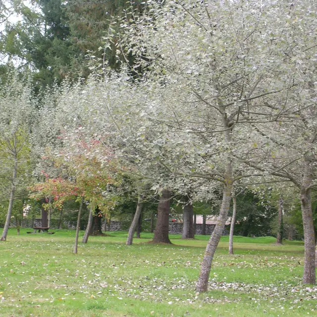 Parc d'Arliquet_1