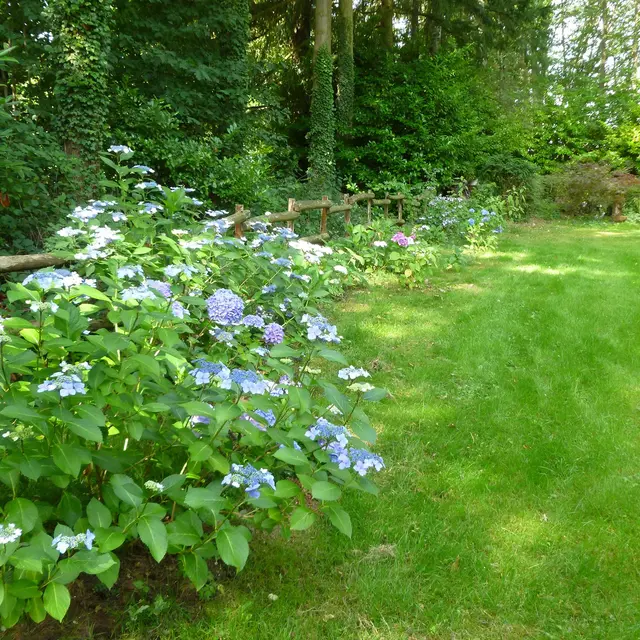 Jardin Hydrangéas et Cie_1