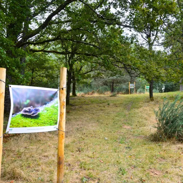 lande-a-serpentine-de-la-rouseille-saint-hilaire-les-places
