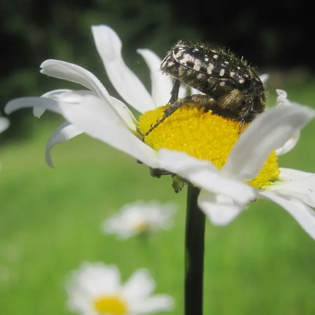 2026 - La Margueritte étoilée - Paussac St Vivien (1)