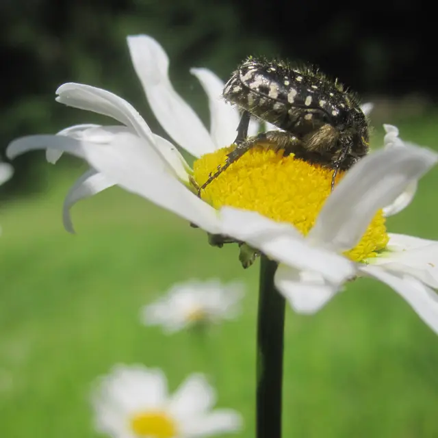 2026 - La Margueritte étoilée - Paussac St Vivien (1)
