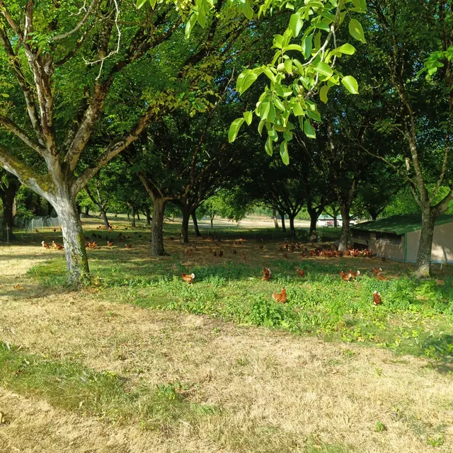 2026 Les cocottes d'Antoine - Grand Brassac (1)