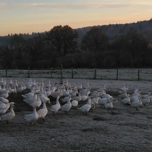 ferme de cheni volaille_1