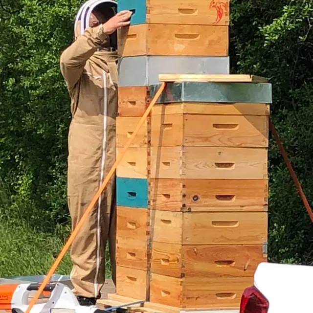 arts abeilles apiculture haras des stars saint-yrieix_1