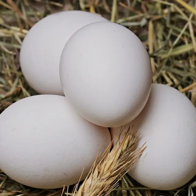 Oeufs dans la paille_1