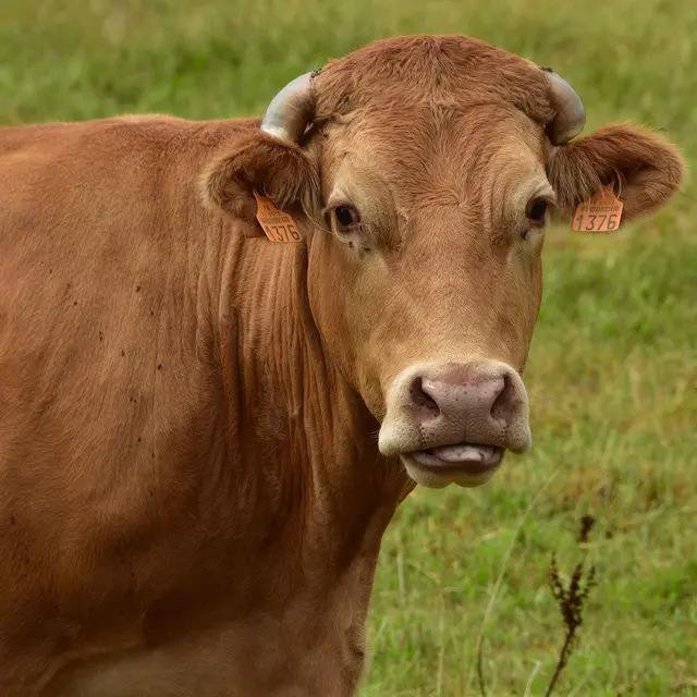 Vache limousine_1