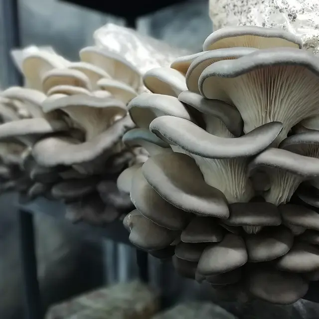 Delifungi - Champignons et produits dérivés du champignon_1