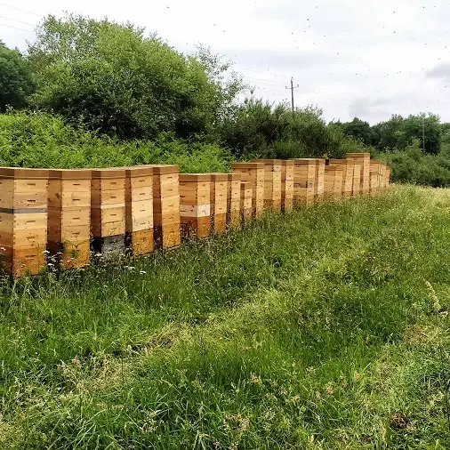 L'abeille des Monts de Blond - Miels, pain d'épices, nougat et hydromel bios_1