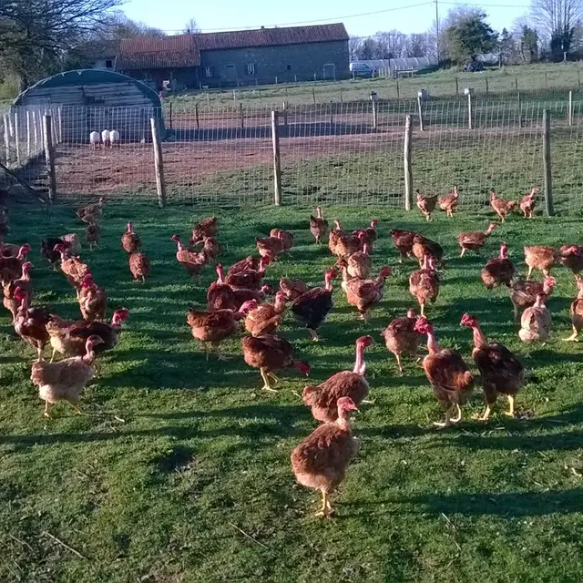 Volailles et oeufs fermiers de la ferme des Chabo'T_1