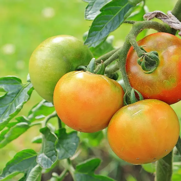 La Tomate écarlate - Solenne Bonneau_1