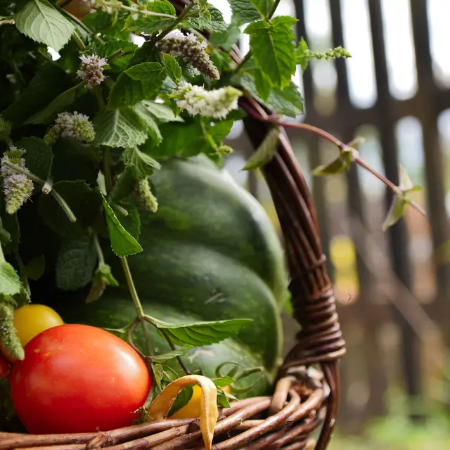 Légumes bio de la Ferme de la Salamandre_1