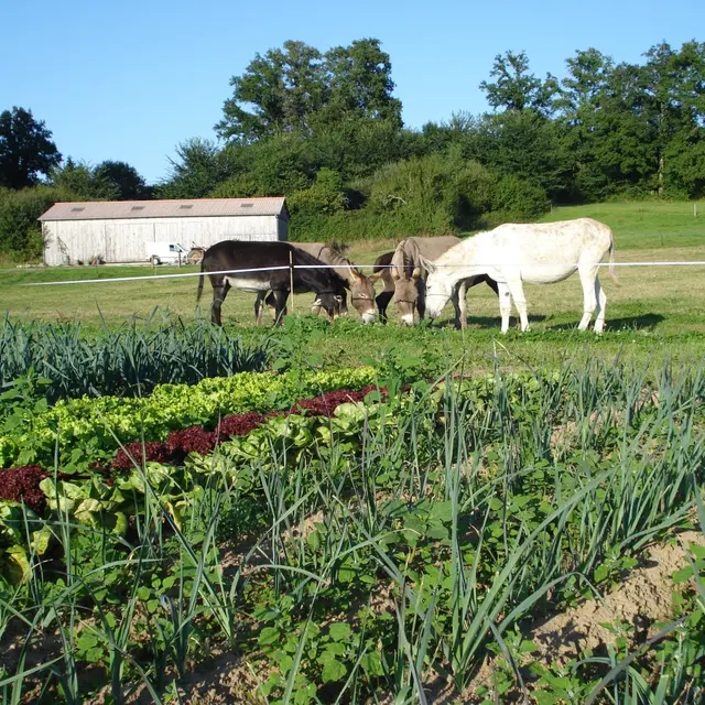Légumes bio d’Âne et Carotte_1